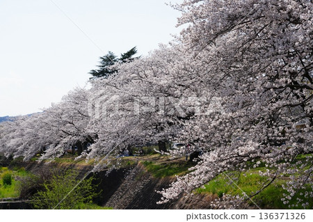 Cherry blossoms along the Asakawa and Minamiasakawa riverbanks in Hachioji City Cherry blossoms along the Asakawa and Minamiasakawa riverbanks in Hachioji City 136371326