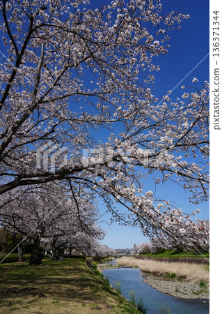 Cherry blossoms along the Asakawa and Minamiasakawa riverbanks in Hachioji City Cherry blossoms along the Asakawa and Minamiasakawa riverbanks in Hachioji City 136371344