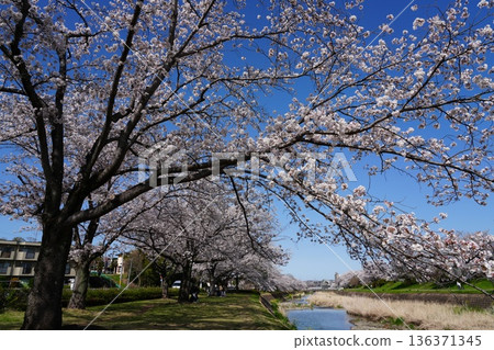 Cherry blossoms along the Asakawa and Minamiasakawa riverbanks in Hachioji City Cherry blossoms along the Asakawa and Minamiasakawa riverbanks in Hachioji City 136371345