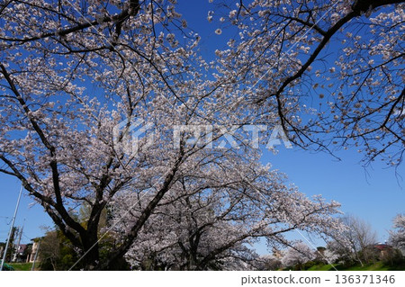 八王子市淺川河和南淺川河兩岸的櫻花盛開 八王子市淺川河和南淺川河兩岸的櫻花盛開 136371346