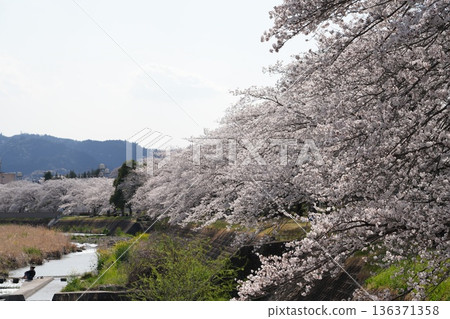 Cherry blossoms along the Asakawa and Minamiasakawa riverbanks in Hachioji City Cherry blossoms along the Asakawa and Minamiasakawa riverbanks in Hachioji City 136371358