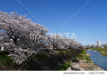 八王子市淺川河和南淺川河兩岸的櫻花盛開 八王子市淺川河和南淺川河兩岸的櫻花盛開 136371360