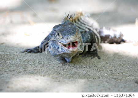 Green Iguana on the beach of Manuel Antonio National Park, Costa Rica 136371364