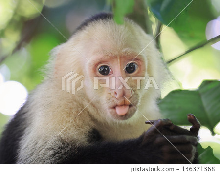 Capuchin monkey portrait in the jungle, Costa Rica Capuchin monkey portrait in the jungle, Costa Rica 136371368