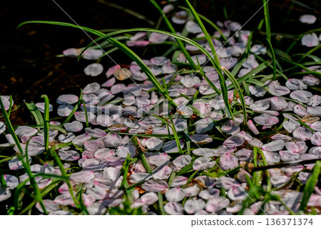 Photographing the Nanatani River, a hidden gem in Kameoka, Kyoto Prefecture, with its babbling brook and cherry blossoms in full bloom Photographing the Nanatani River, a hidden gem in Kameoka, Kyoto Prefecture, with its babbling brook and cherry blossoms in full bloom 136371374