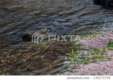 拍攝京都府龜岡市的七谷川，此隱密的美景，溪水潺潺，櫻花盛開。 136371376