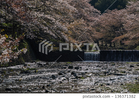 拍攝京都府龜岡市的七谷川,此隱密的美景,溪水潺潺,櫻花盛開。 拍攝京都府龜岡市的七谷川,此隱密的美景,溪水潺潺,櫻花盛開。 136371382