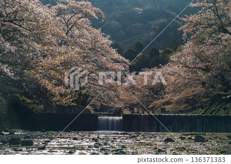 拍攝京都府龜岡市的七谷川,此隱密的美景,溪水潺潺,櫻花盛開。 拍攝京都府龜岡市的七谷川,此隱密的美景,溪水潺潺,櫻花盛開。 136371383