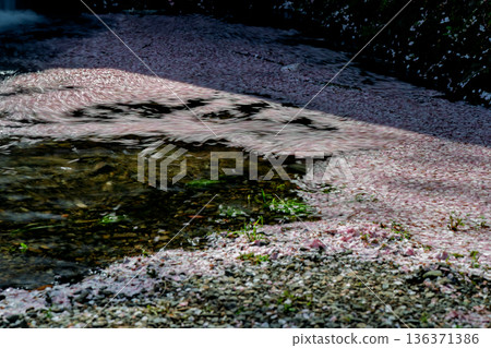 拍攝京都府龜岡市的七谷川,此隱密的美景,溪水潺潺,櫻花盛開。 拍攝京都府龜岡市的七谷川,此隱密的美景,溪水潺潺,櫻花盛開。 136371386
