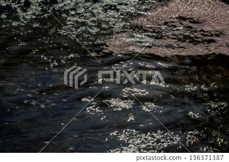 拍攝京都府龜岡市的七谷川,此隱密的美景,溪水潺潺,櫻花盛開。 拍攝京都府龜岡市的七谷川,此隱密的美景,溪水潺潺,櫻花盛開。 136371387