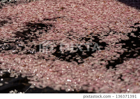 Photographing the Nanatani River, a hidden gem in Kameoka, Kyoto Prefecture, with its babbling brook and cherry blossoms in full bloom Photographing the Nanatani River, a hidden gem in Kameoka, Kyoto Prefecture, with its babbling brook and cherry blossoms in full bloom 136371391