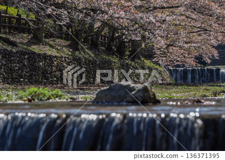 拍攝京都府龜岡市的七谷川,此隱密的美景,溪水潺潺,櫻花盛開。 拍攝京都府龜岡市的七谷川,此隱密的美景,溪水潺潺,櫻花盛開。 136371395
