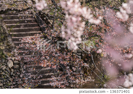 拍攝京都府龜岡市的七谷川,此隱密的美景,溪水潺潺,櫻花盛開。 拍攝京都府龜岡市的七谷川,此隱密的美景,溪水潺潺,櫻花盛開。 136371401