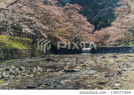 Photographing the Nanatani River, a hidden gem in Kameoka, Kyoto Prefecture, with its babbling brook and cherry blossoms in full bloom 136371404