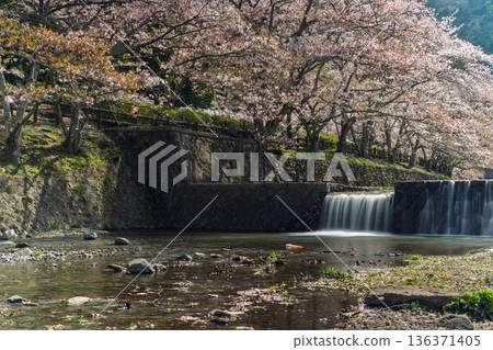 Photographing the Nanatani River, a hidden gem in Kameoka, Kyoto Prefecture, with its babbling brook and cherry blossoms in full bloom 136371405