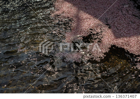 Photographing the Nanatani River, a hidden gem in Kameoka, Kyoto Prefecture, with its babbling brook and cherry blossoms in full bloom 136371407