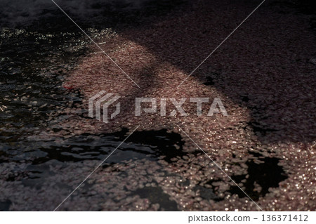 Photographing the Nanatani River, a hidden gem in Kameoka, Kyoto Prefecture, with its babbling brook and cherry blossoms in full bloom Photographing the Nanatani River, a hidden gem in Kameoka, Kyoto Prefecture, with its babbling brook and cherry blossoms in full bloom 136371412
