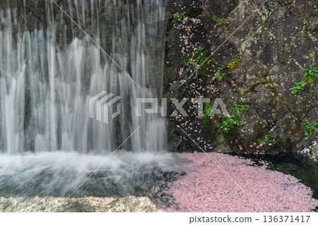 Photographing the Nanatani River, a hidden gem in Kameoka, Kyoto Prefecture, with its babbling brook and cherry blossoms in full bloom Photographing the Nanatani River, a hidden gem in Kameoka, Kyoto Prefecture, with its babbling brook and cherry blossoms in full bloom 136371417