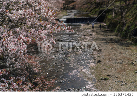 Photographing the Nanatani River, a hidden gem in Kameoka, Kyoto Prefecture, with its babbling brook and cherry blossoms in full bloom Photographing the Nanatani River, a hidden gem in Kameoka, Kyoto Prefecture, with its babbling brook and cherry blossoms in full bloom 136371425
