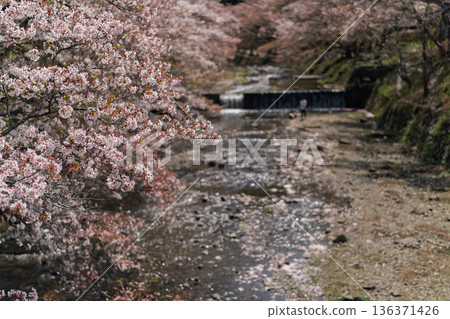 Photographing the Nanatani River, a hidden gem in Kameoka, Kyoto Prefecture, with its babbling brook and cherry blossoms in full bloom Photographing the Nanatani River, a hidden gem in Kameoka, Kyoto Prefecture, with its babbling brook and cherry blossoms in full bloom 136371426