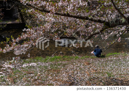 Photographing the Nanatani River, a hidden gem in Kameoka, Kyoto Prefecture, with its babbling brook and cherry blossoms in full bloom Photographing the Nanatani River, a hidden gem in Kameoka, Kyoto Prefecture, with its babbling brook and cherry blossoms in full bloom 136371430