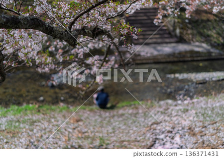 拍攝京都府龜岡市的七谷川,此隱密的美景,溪水潺潺,櫻花盛開。 拍攝京都府龜岡市的七谷川,此隱密的美景,溪水潺潺,櫻花盛開。 136371431