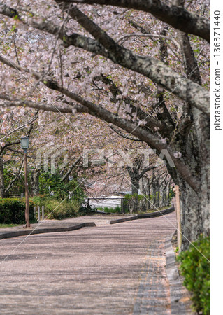 拍攝京都府龜岡市的七谷川,此隱密的美景,溪水潺潺,櫻花盛開。 拍攝京都府龜岡市的七谷川,此隱密的美景,溪水潺潺,櫻花盛開。 136371440