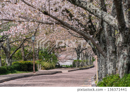 拍攝京都府龜岡市的七谷川,此隱密的美景,溪水潺潺,櫻花盛開。 拍攝京都府龜岡市的七谷川,此隱密的美景,溪水潺潺,櫻花盛開。 136371441