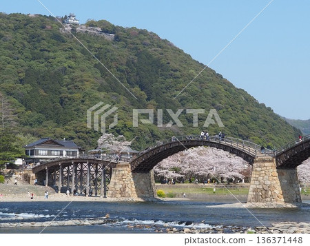 Kintaikyo Bridge and Iwakuni Castle in full bloom with cherry blossoms Kintaikyo Bridge and Iwakuni Castle in full bloom with cherry blossoms 136371448