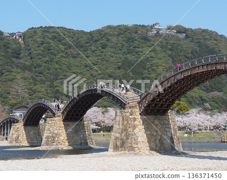 Kintaikyo Bridge and Iwakuni Castle in full bloom with cherry blossoms Kintaikyo Bridge and Iwakuni Castle in full bloom with cherry blossoms 136371450