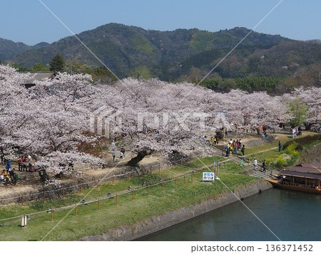 從錦帶橋眺望龜甲公園盛開的櫻花。 136371452