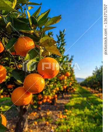 A lush orange grove with ripe fruit hanging from trees under a clear blue sky 136371707