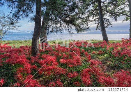 在滋賀縣高島市桂濱公園拍攝紅彼岸花 在滋賀縣高島市桂濱公園拍攝紅彼岸花 136371724