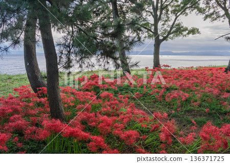 在滋賀縣高島市桂濱公園拍攝紅彼岸花 在滋賀縣高島市桂濱公園拍攝紅彼岸花 136371725