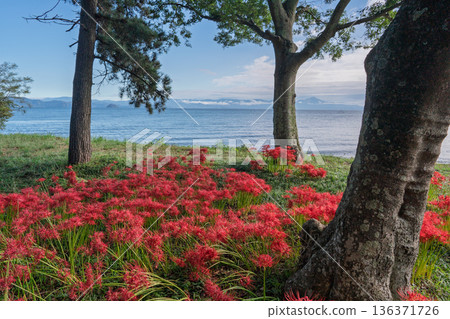 在滋賀縣高島市桂濱公園拍攝紅彼岸花 136371726