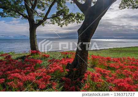 Photographing the red spider lilies at Katsurahama Park in Takashima City, Shiga Prefecture Photographing the red spider lilies at Katsurahama Park in Takashima City, Shiga Prefecture 136371727