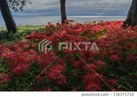 Photographing the red spider lilies at Katsurahama Park in Takashima City, Shiga Prefecture Photographing the red spider lilies at Katsurahama Park in Takashima City, Shiga Prefecture 136371728