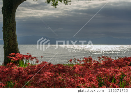 Photographing the red spider lilies at Katsurahama Park in Takashima City, Shiga Prefecture Photographing the red spider lilies at Katsurahama Park in Takashima City, Shiga Prefecture 136371733