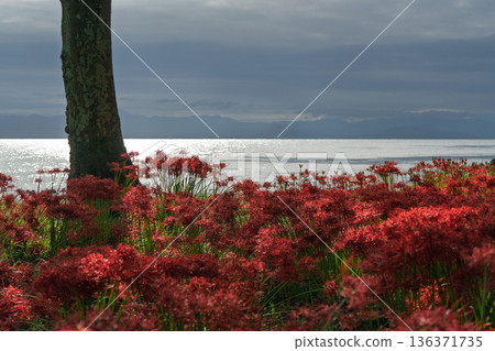 Photographing the red spider lilies at Katsurahama Park in Takashima City, Shiga Prefecture Photographing the red spider lilies at Katsurahama Park in Takashima City, Shiga Prefecture 136371735