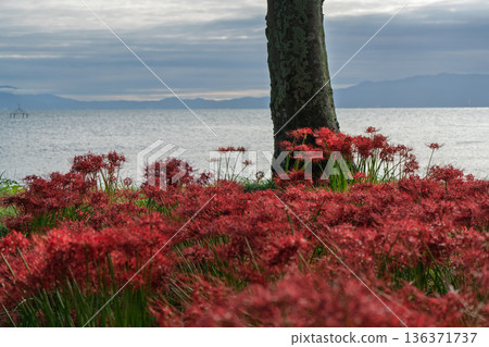 Photographing the red spider lilies at Katsurahama Park in Takashima City, Shiga Prefecture Photographing the red spider lilies at Katsurahama Park in Takashima City, Shiga Prefecture 136371737