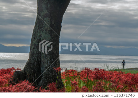 Photographing the red spider lilies at Katsurahama Park in Takashima City, Shiga Prefecture Photographing the red spider lilies at Katsurahama Park in Takashima City, Shiga Prefecture 136371740