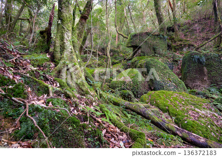 屋久島白谷雲水峽：日本最美的苔蘚森林（冬季） 136372183
