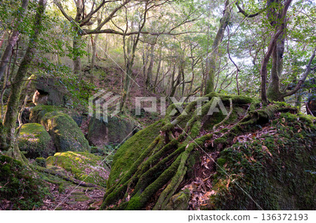 屋久島白谷雲水峽：日本最美的苔蘚森林（冬季） 136372193
