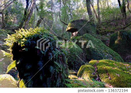 屋久島白谷雲水峽：日本最美的苔蘚森林（冬季） 136372194
