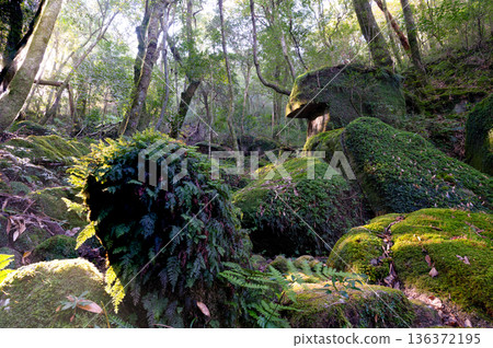 屋久島白谷雲水峽：日本最美的苔蘚森林（冬季） 136372195