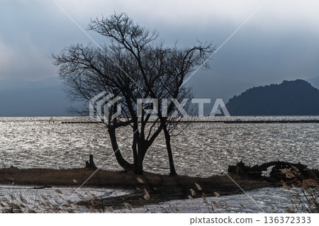 Photographing a submerged forest at dusk in winter in Onoue, Kohoku-cho, Nagahama City, Shiga Prefecture 136372333