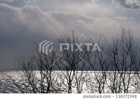 在滋賀縣長濱市港北町小上拍攝冬季黃昏的水下森林 在滋賀縣長濱市港北町小上拍攝冬季黃昏的水下森林 136372348