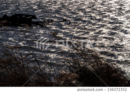 Photographing a submerged forest at dusk in winter in Onoue, Kohoku-cho, Nagahama City, Shiga Prefecture Photographing a submerged forest at dusk in winter in Onoue, Kohoku-cho, Nagahama City, Shiga Prefecture 136372352