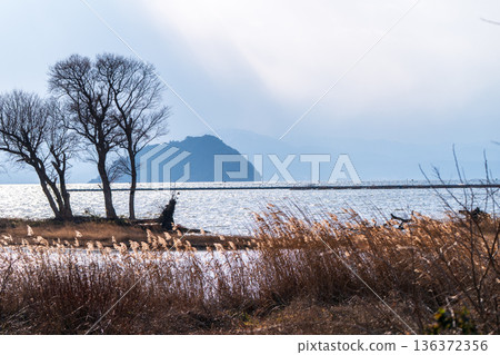 在滋賀縣長濱市港北町小上拍攝冬季黃昏的水下森林 136372356