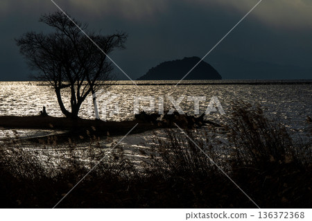Photographing a submerged forest at dusk in winter in Onoue, Kohoku-cho, Nagahama City, Shiga Prefecture Photographing a submerged forest at dusk in winter in Onoue, Kohoku-cho, Nagahama City, Shiga Prefecture 136372368